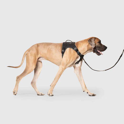 Canada Pooch Core Complete Control Harness