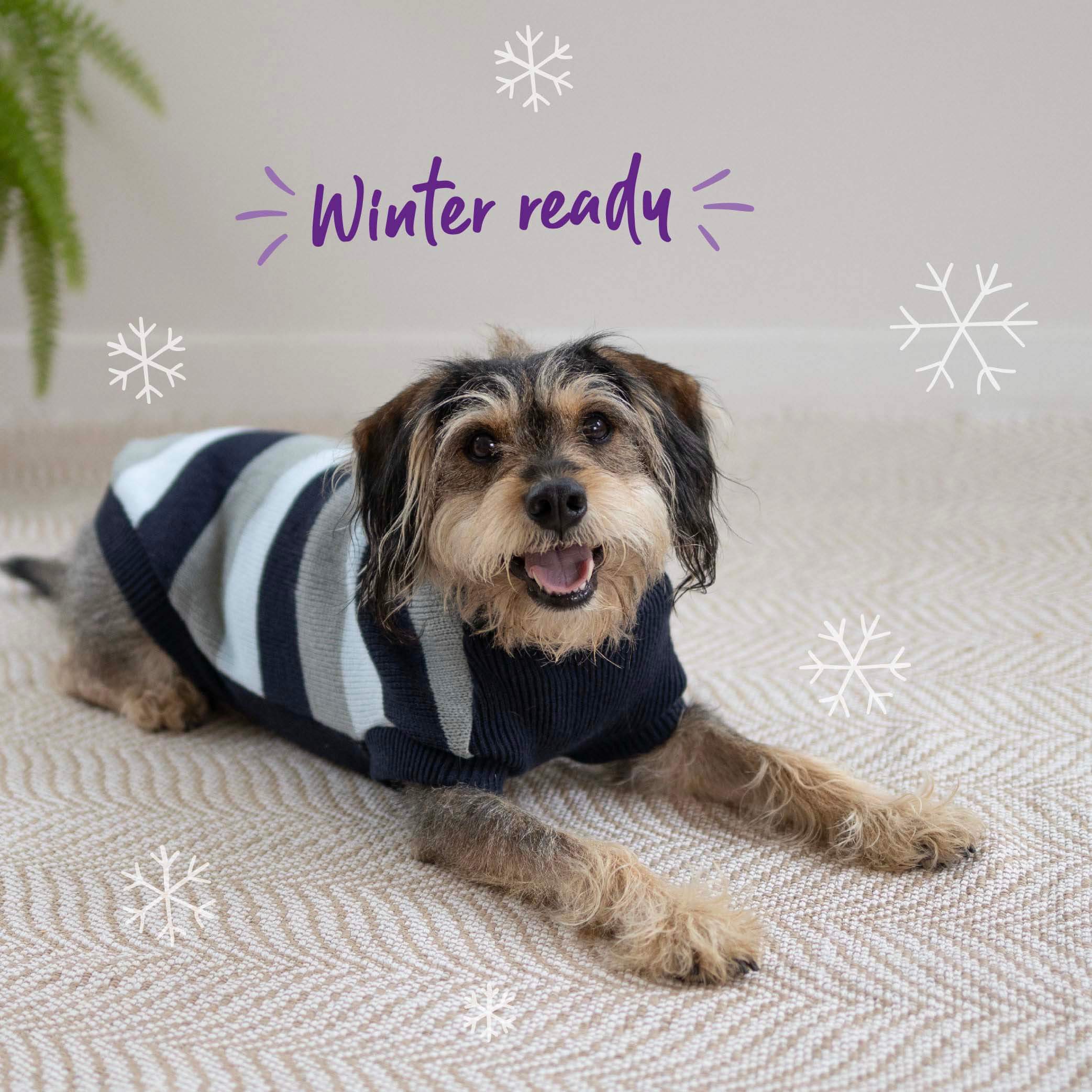 Chestie Dog Jumper - Blue
