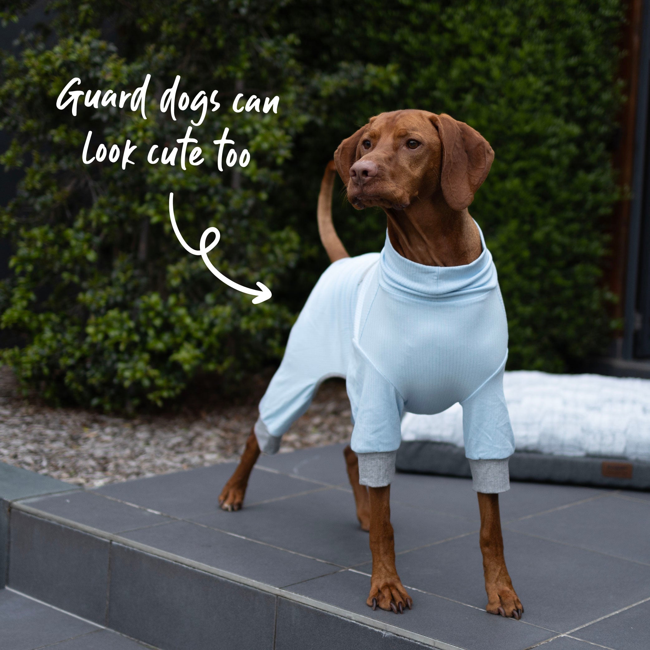 Long John Dog Pyjamas - Blue