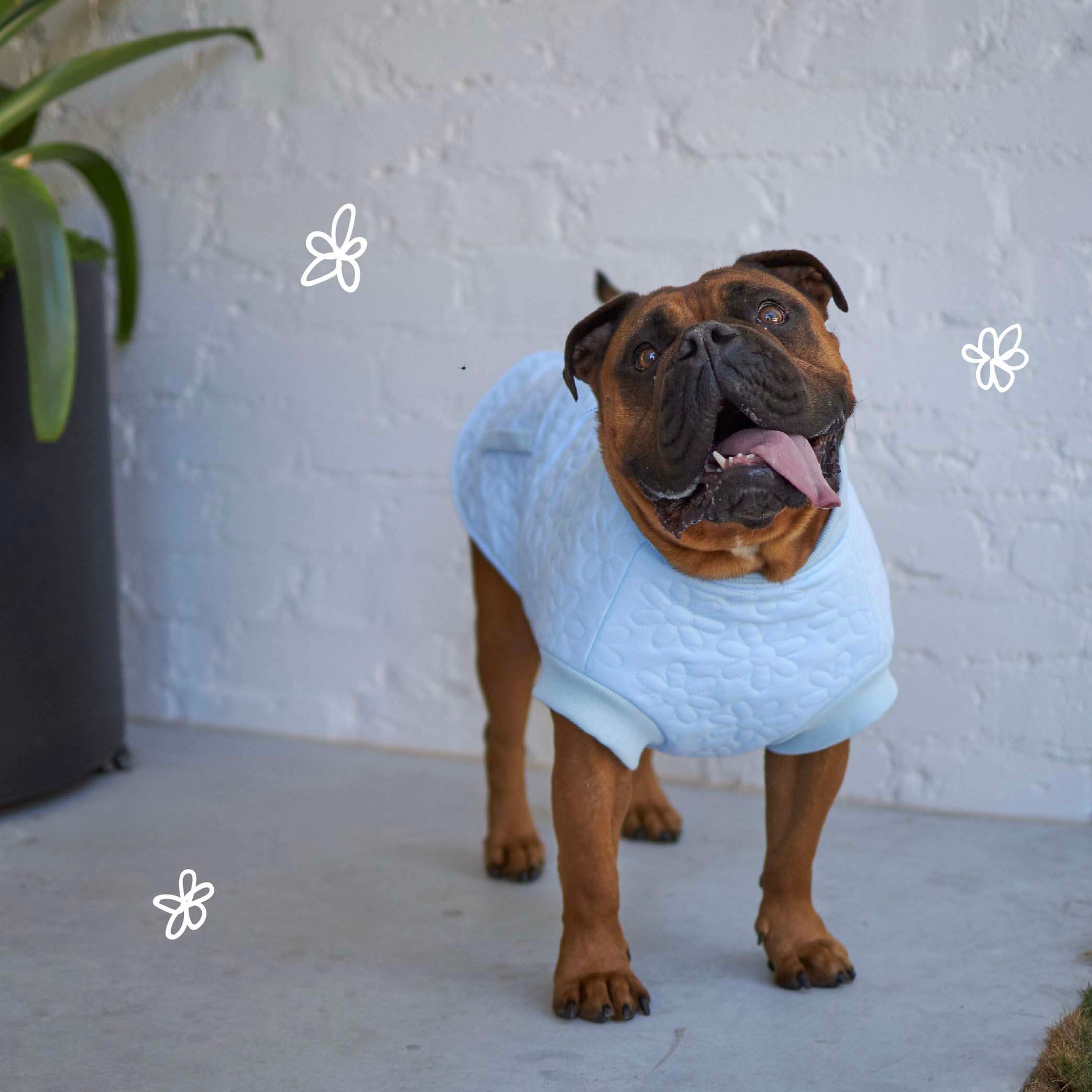 Flower Dog Jacket - Blue