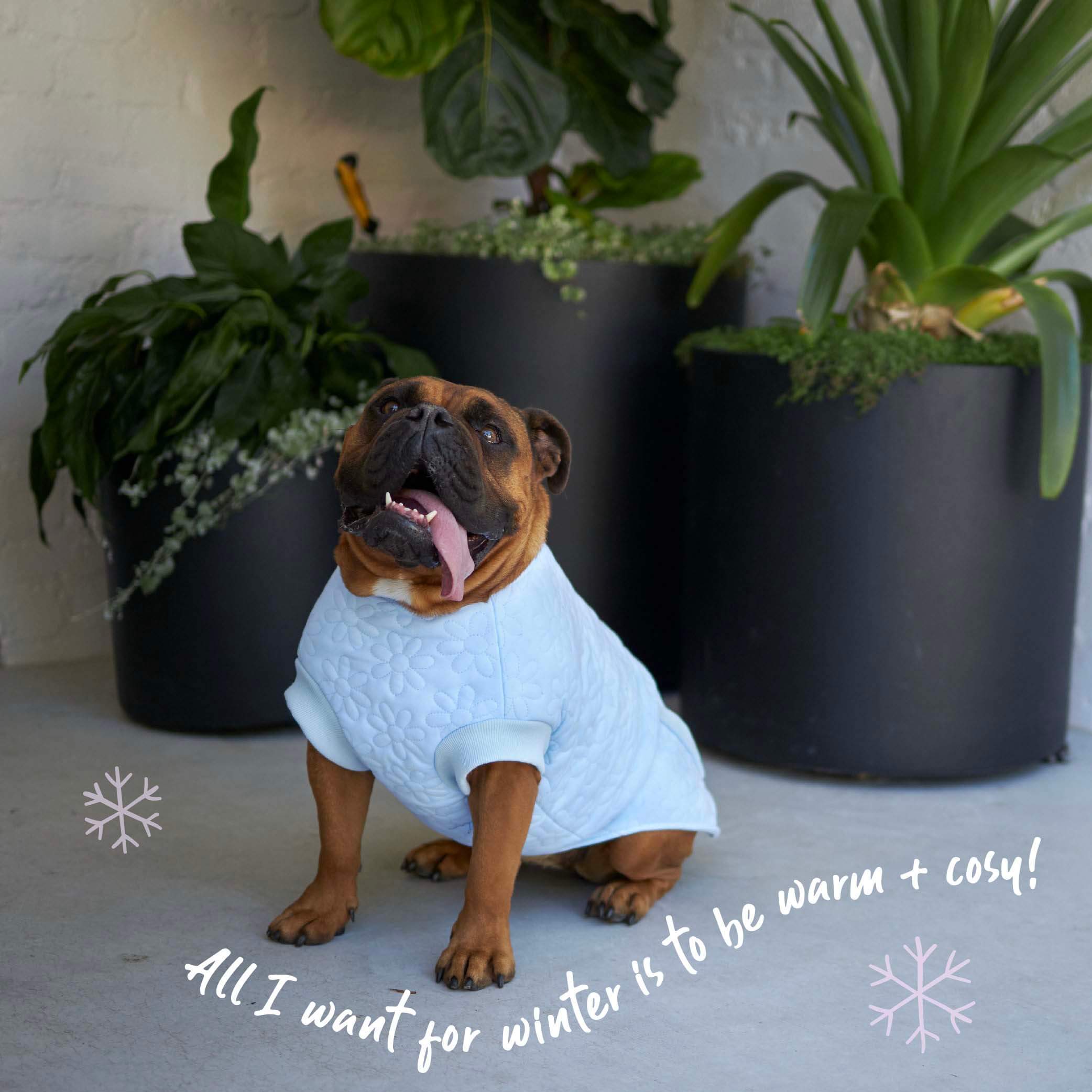 Flower Dog Jacket - Blue