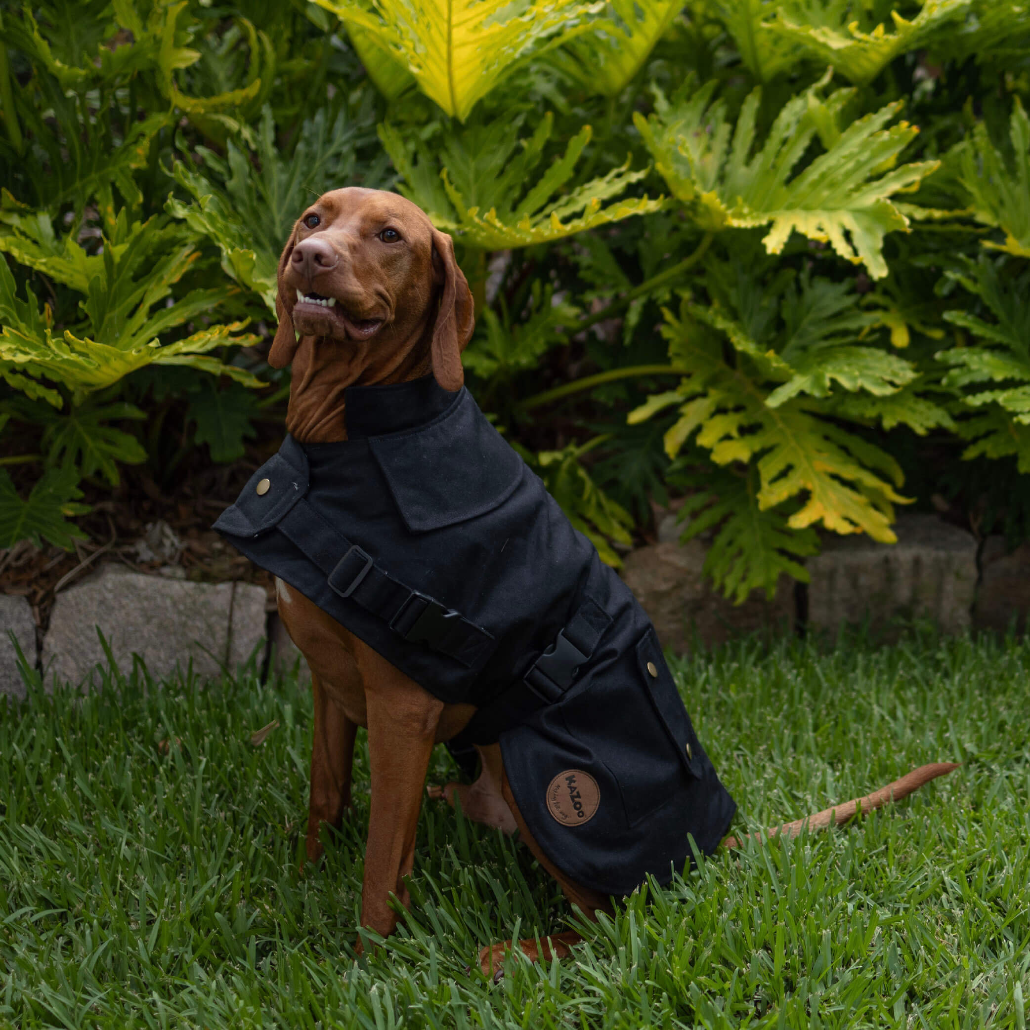 Aussie Oilskin Waterproof Dog Coat - Black