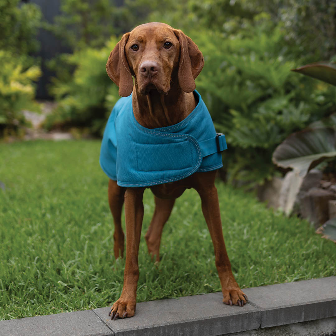 Adventure Dog Coat with Harness Hatch - Blue