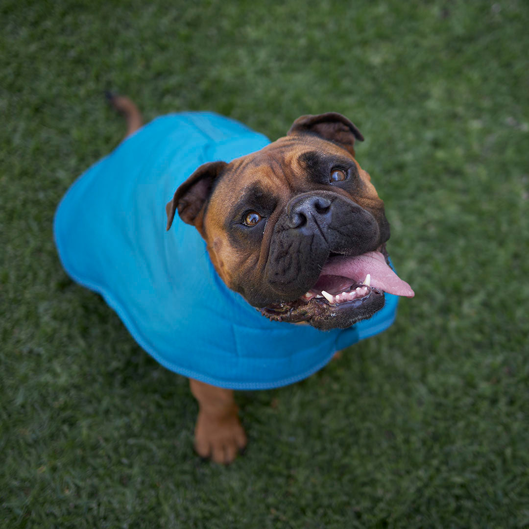 Adventure Dog Coat with Harness Hatch - Blue