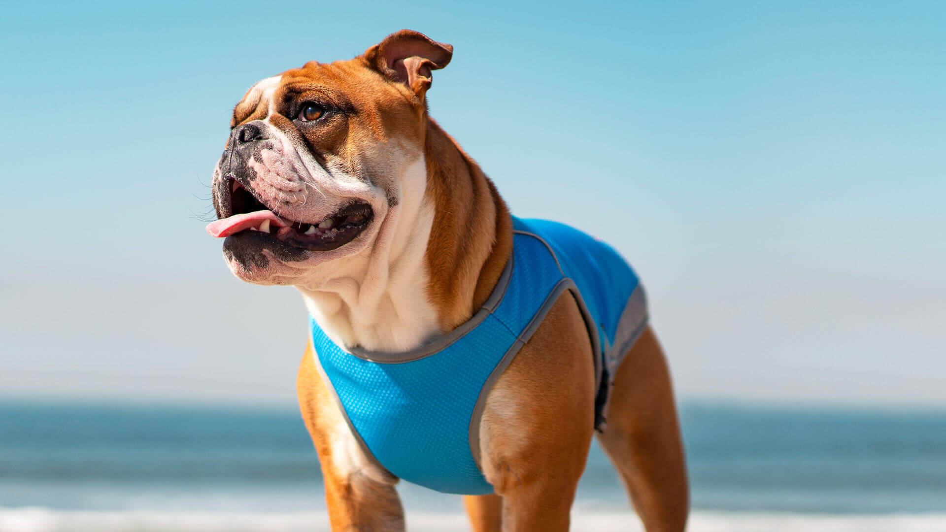 Canada Pooch Chill Seeker Cooling Vest