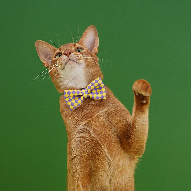 Colourful Series Funny Bow Tie Cat Tunnel Collar